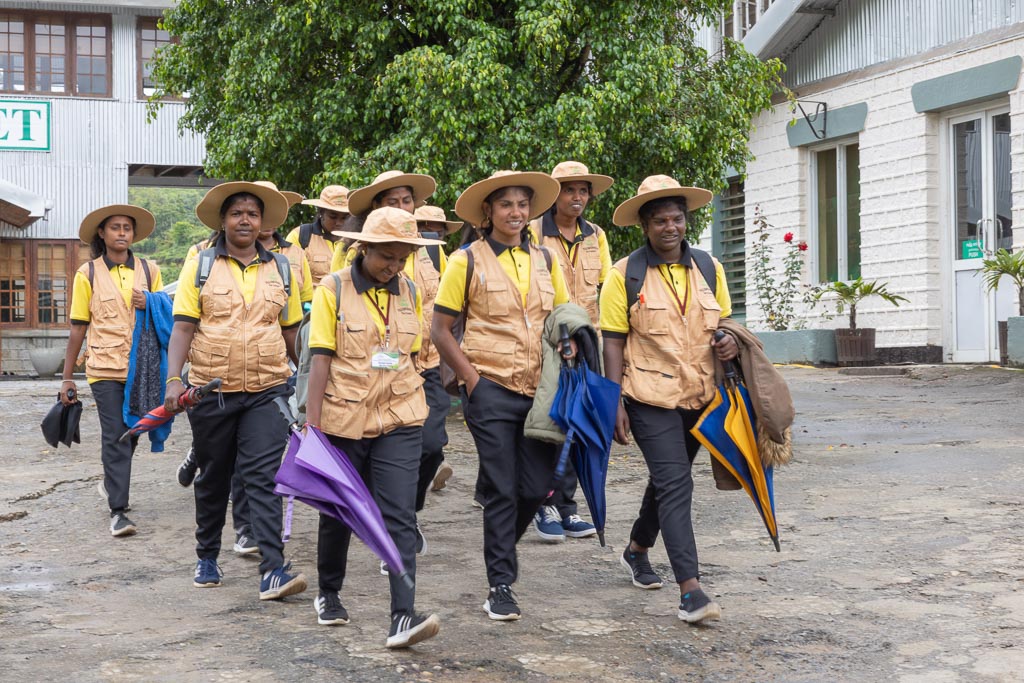 Making History Through Equality: First-Ever Female Field Staff Supervisors in Sri Lanka Start Work at Talawakelle Tea Estates PLC