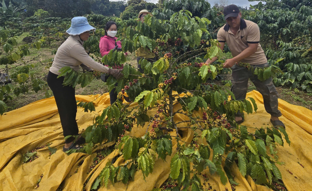 New Programmes Underway Strengthen Human Rights Due Diligence in Vietnam&rsquo;s Coffee and Pepper Supply Chains